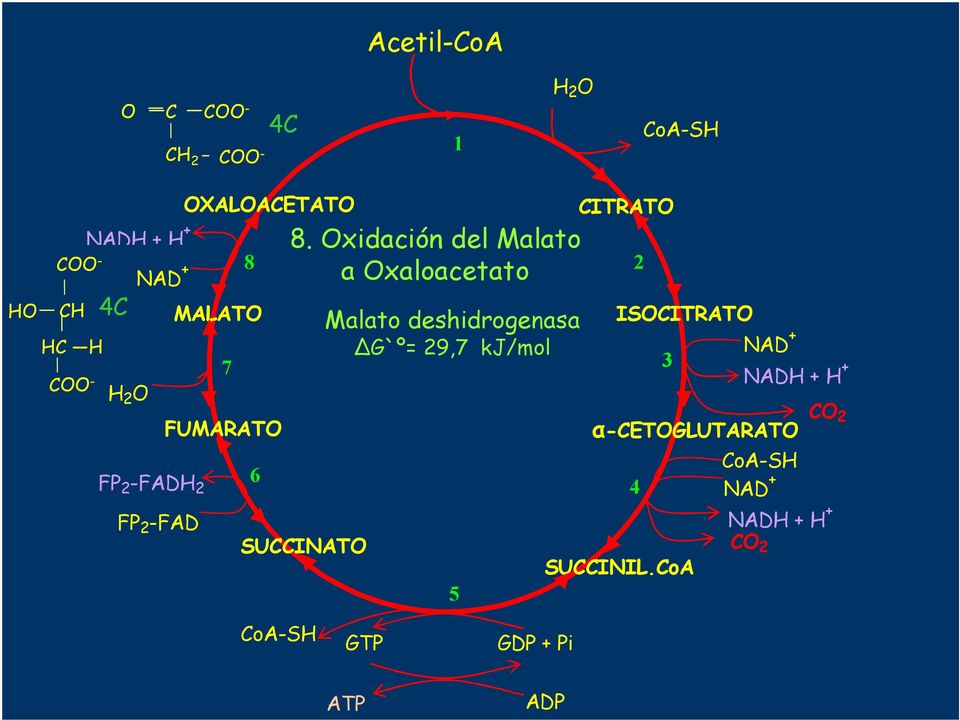 Oxidación l Malato a Oxaloacetato SUCCINATO