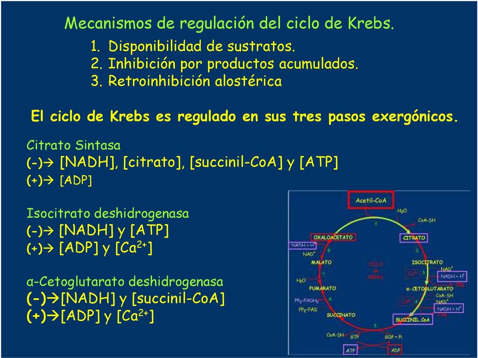 . Retroinhibición alostérica El ciclo Krebs es regulado en sus tres pasos exergónicos.