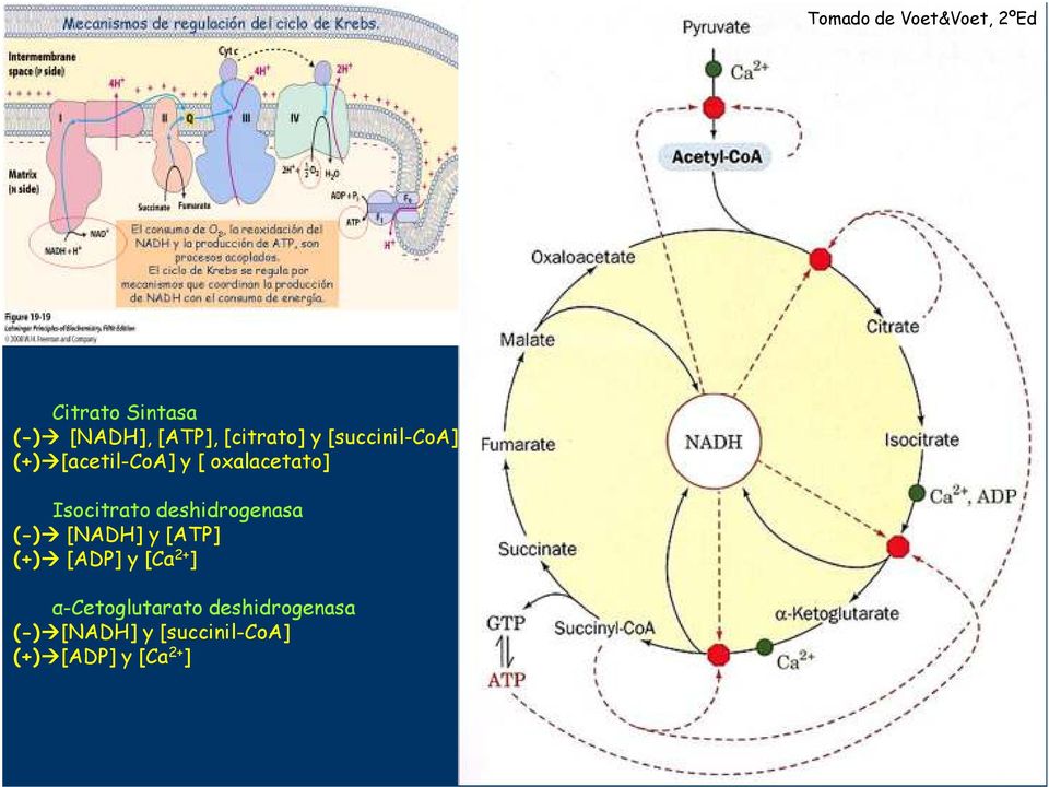 Isocitrato shidrogenasa (-) [NADH] y [] (+) [] y [Ca + ]