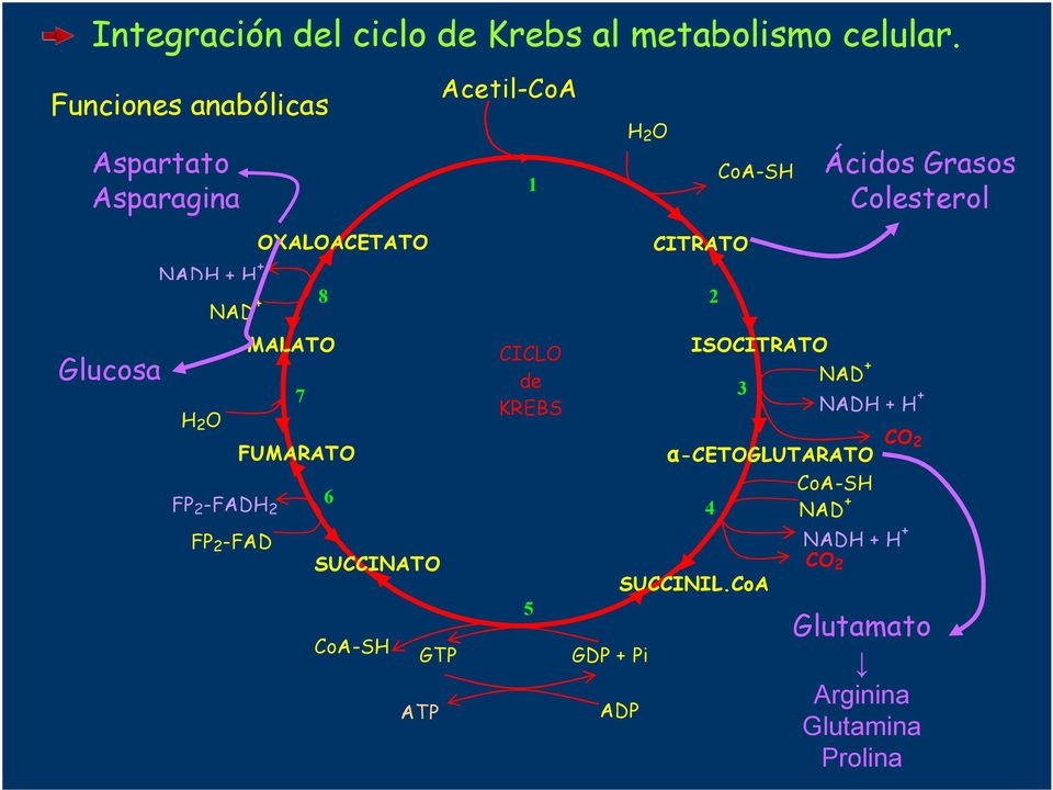 Ácidos Grasos Colesterol Glucosa 8 MALATO 7 FP -FADH FP