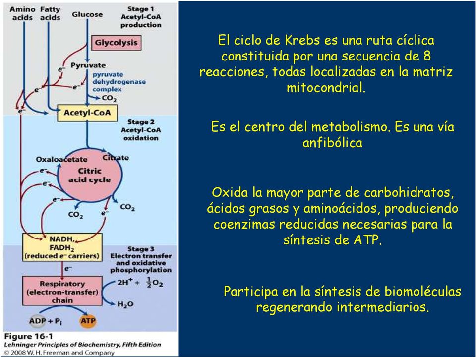 Es una vía anfibólica Oxida la mayor parte carbohidratos, ácidos grasos y aminoácidos,