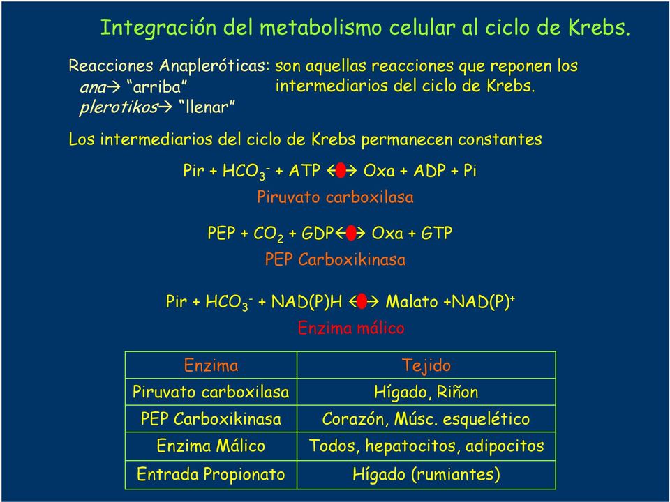 plerotikos llenar Los intermediarios l ciclo Krebs permanecen constantes Pir + HCO - + Oxa + + Pi Piruvato carboxilasa PEP + + GDP Oxa