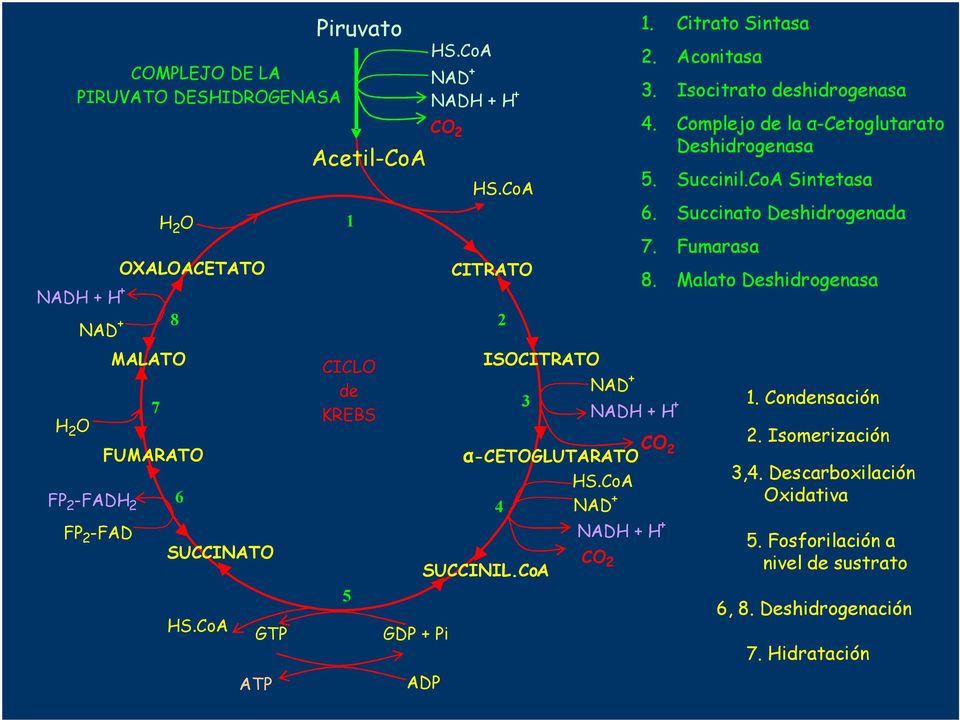 Complejo la α-cetoglutarato Deshidrogenasa. Succinil.CoA Sintetasa. Succinato Deshidrogenada 7. Fumarasa 8.