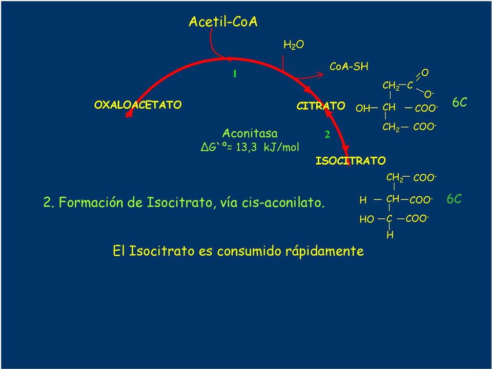 HFormación O Isocitrato, vía cis-aconilato.