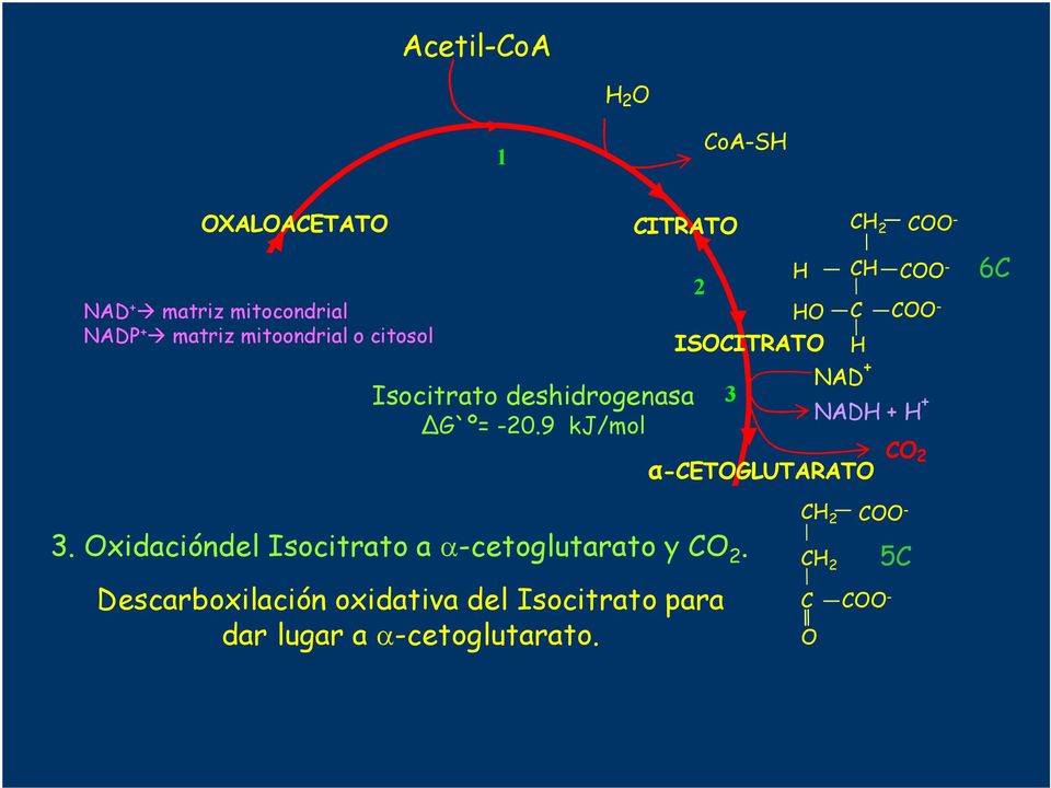 9 kj/mol α-cetoglutarato FP -FADH. Oxidaciónl Isocitrato a α-cetoglutarato y.