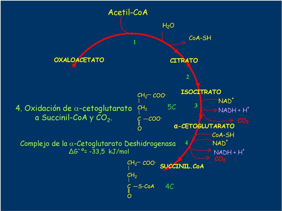 C COO - O FP -FADH FP -FAD G`º= -, kj/mol SUCCINATO CH