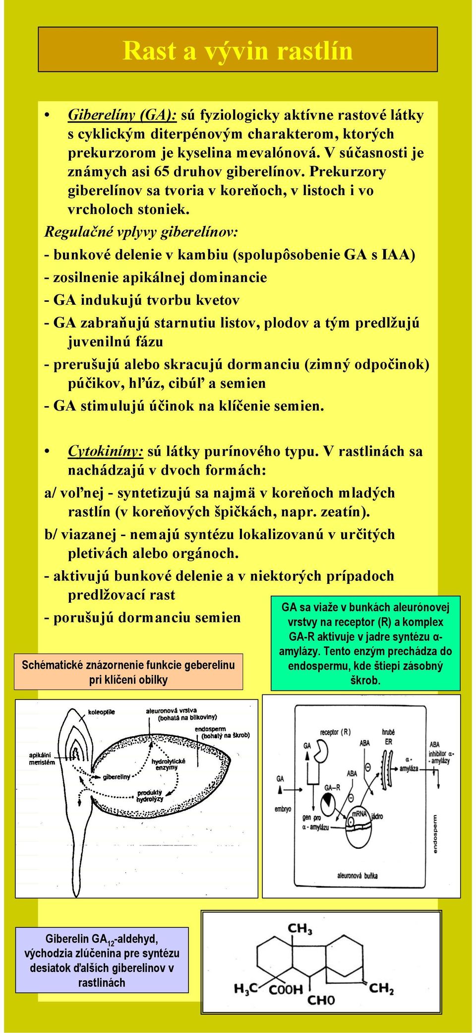 Regulačné vplyvy giberelínov: - bunkové delenie v kambiu (spolupôsobenie GA s IAA) - zosilnenie apikálnej dominancie - GA indukujú tvorbu kvetov -GA zabraňujú starnutiu listov, plodov a tým predlžujú