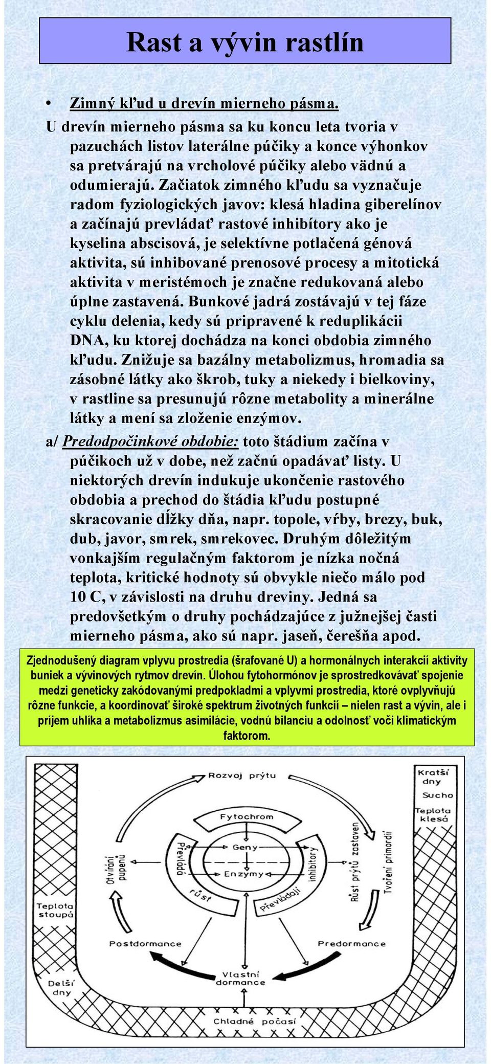 sú inhibované prenosové procesy a mitotická aktivita v meristémoch je značne redukovaná alebo úplne zastavená.