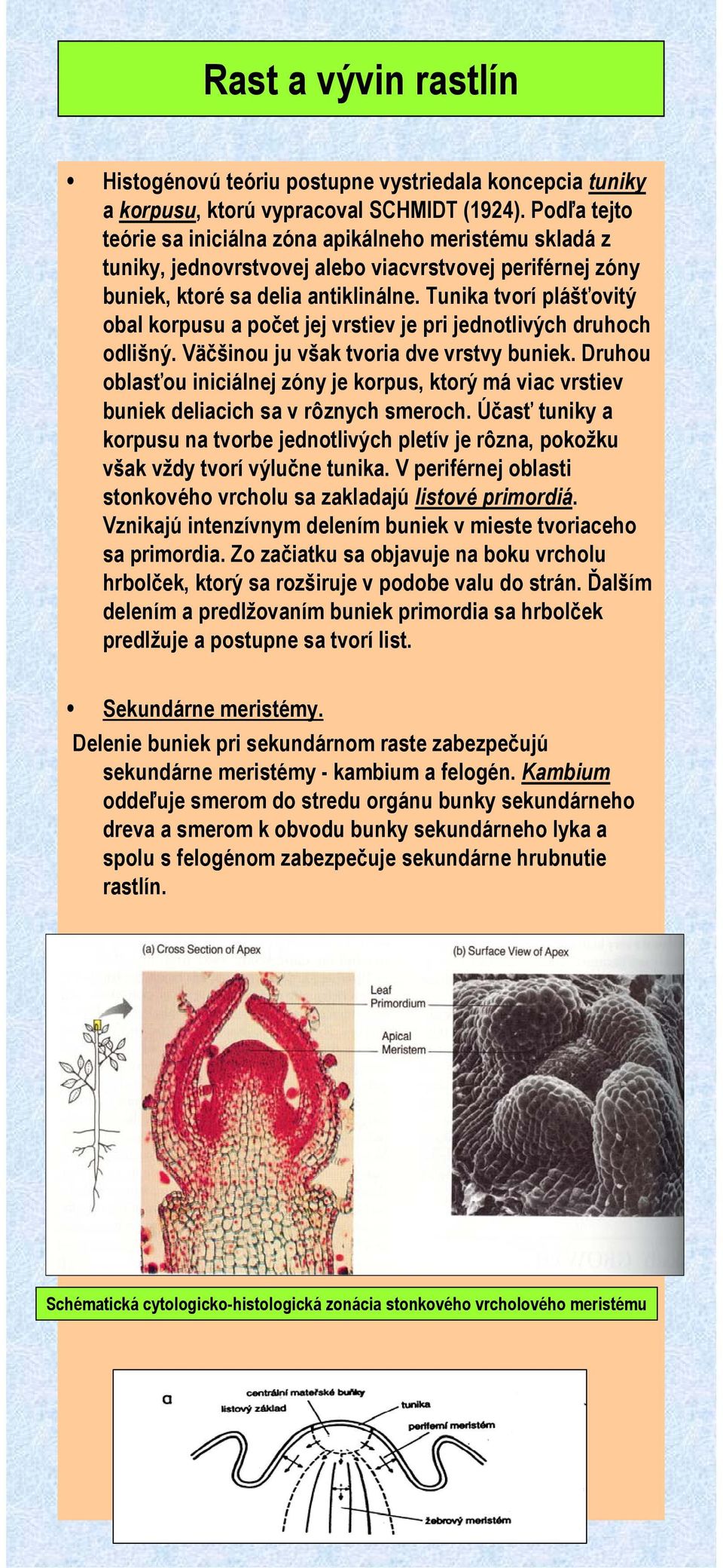 Tunika tvorí plášťovitý obal korpusu a počet jej vrstiev je pri jednotlivých druhoch odlišný. Väčšinou ju však tvoria dve vrstvy buniek.