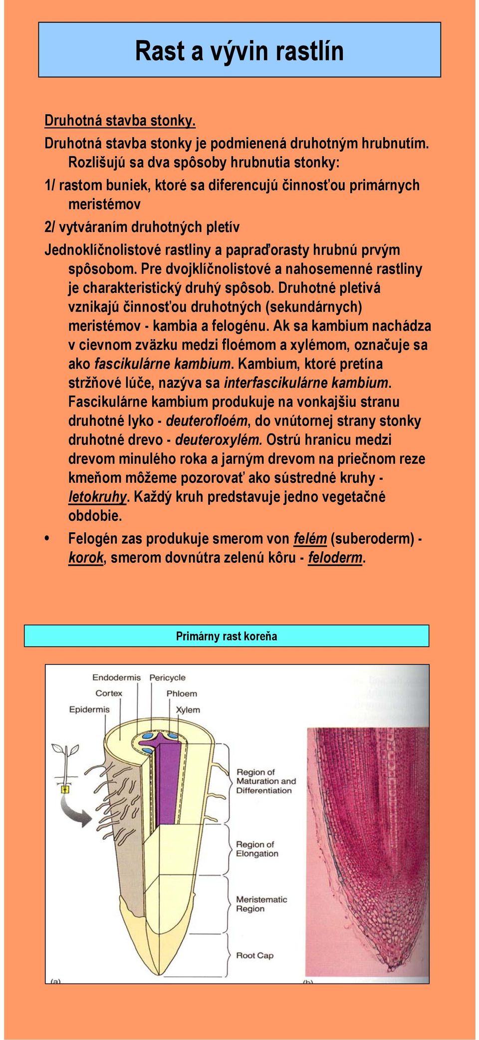 prvým spôsobom. Pre dvojklíčnolistové a nahosemenné rastliny je charakteristický druhý spôsob. Druhotné pletivá vznikajú činnosťou druhotných (sekundárnych) meristémov - kambia a felogénu.