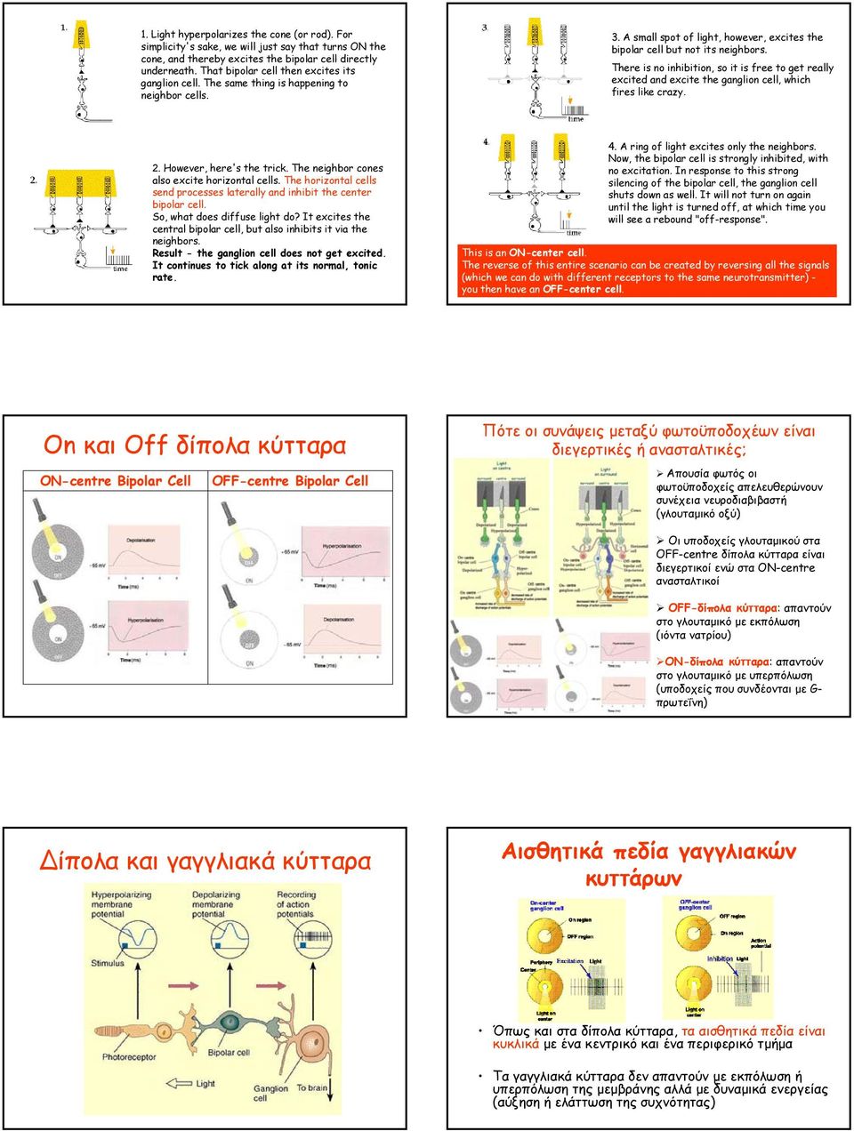 There is no inhibition, so it is free to get really excited and excite the ganglion cell, which fires like crazy. 2. However, here's the trick. The neighbor cones also excite horizontal cells.