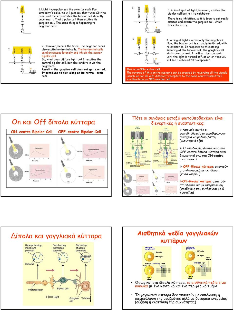 There is no inhibition, so it is free to get really excited and excite the ganglion cell, which fires like crazy. 2. However, here's the trick. The neighbor cones also excite horizontal cells.