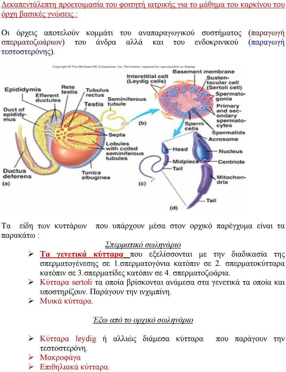 Τα είδη των κυττάρων που υπάρχουν μέσα στον ορχικό παρέγχυμα είναι τα παρακάτω : Σπερματικό σωληνάριο Τα γενετικά κύτταρα που εξελίσσονται με την διαδικασία της σπερματογένεσης σε 1.