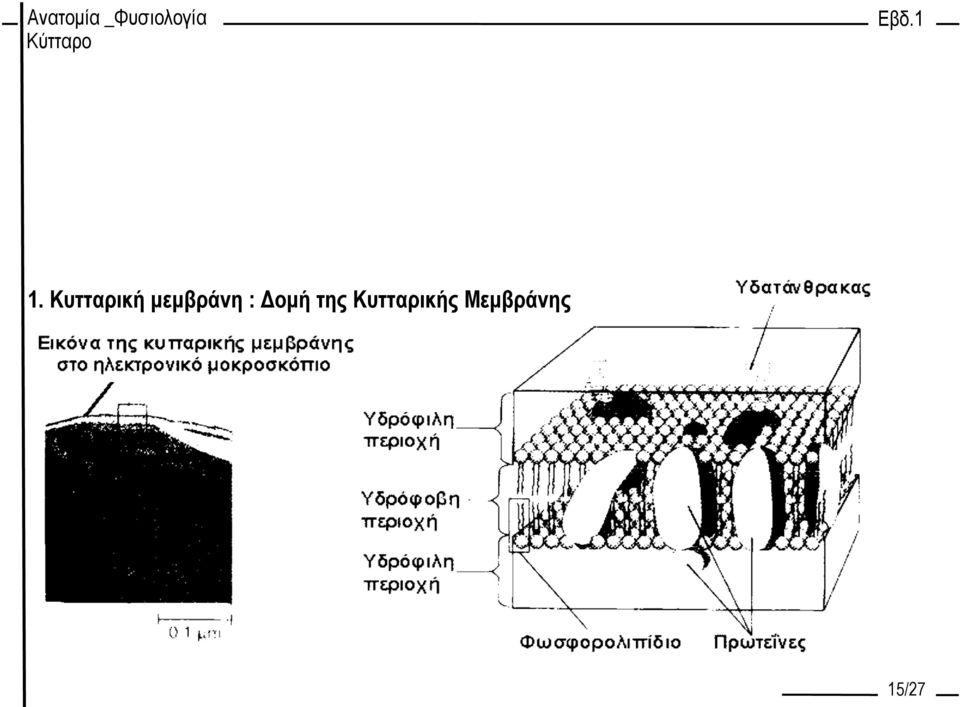 Δομή της