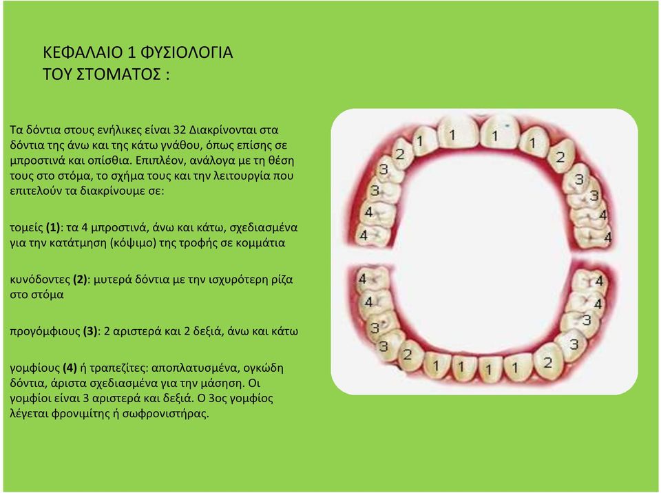 την κατάτμηση(κόψιμο) της τροφής σε κομμάτια κυνόδοντες(2): μυτερά δόντια με την ισχυρότερη ρίζα στο στόμα προγόμφιους(3): 2 αριστεράκαι2 δεξιά, άνωκαικάτω