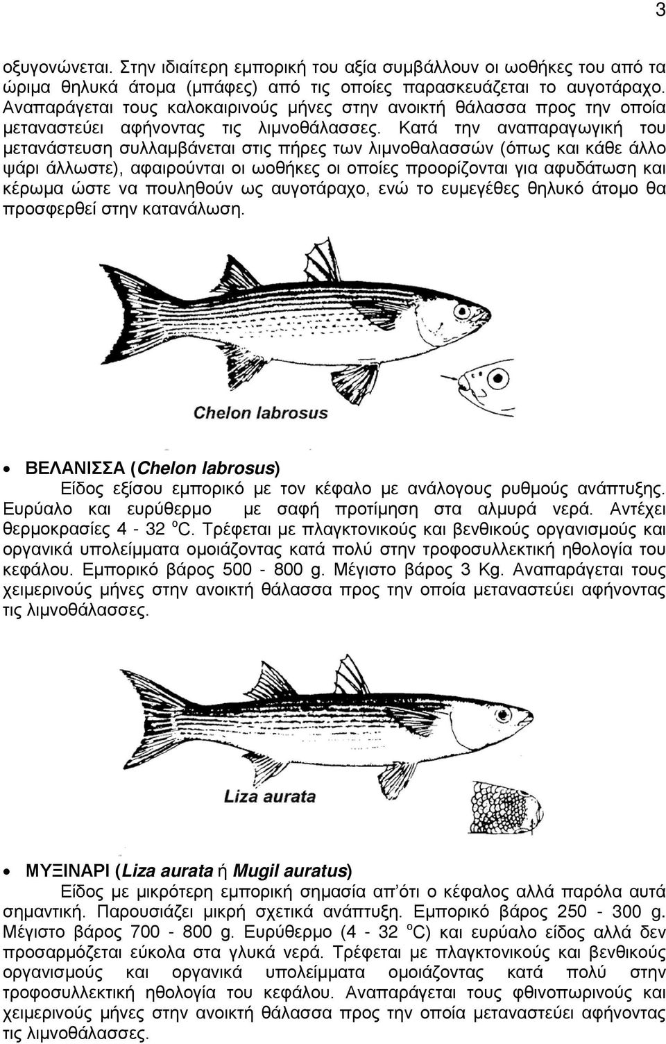 Κατά την αναπαραγωγική του μετανάστευση συλλαμβάνεται στις πήρες των λιμνοθαλασσών (όπως και κάθε άλλο ψάρι άλλωστε), αφαιρούνται οι ωοθήκες οι οποίες προορίζονται για αφυδάτωση και κέρωμα ώστε να