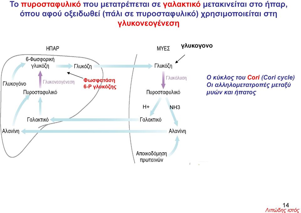 γλυκονεογένεση γλυκογονο Φωσφατάση 6-Ρ γλυκόζης Ο κύκλος του Cori
