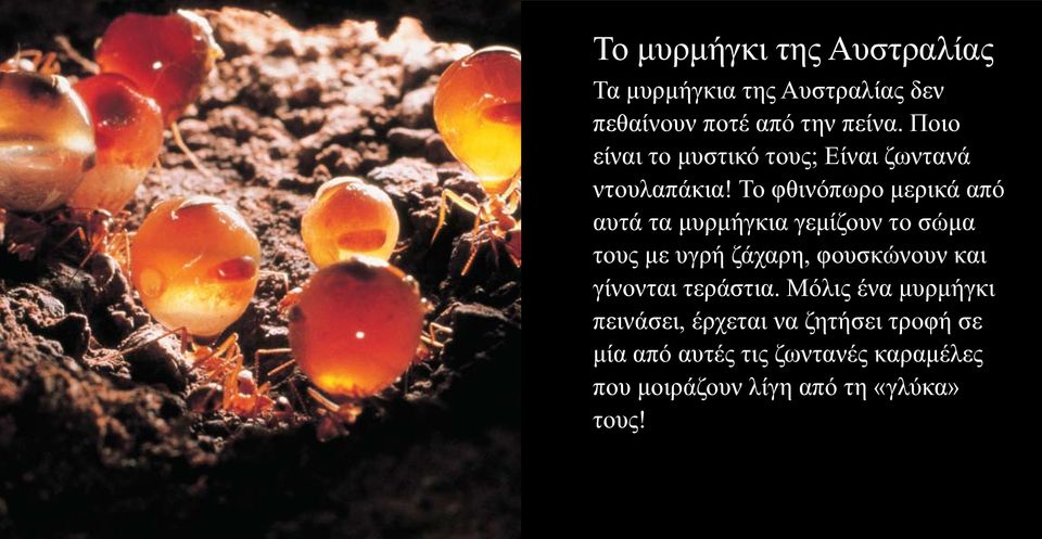 Το φθινόπωρο μερικά από αυτά τα μυρμήγκια γεμίζουν το σώμα τους με υγρή ζάχαρη, φουσκώνουν και