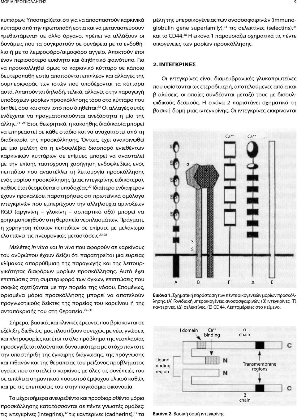ενδοθήλιο ή με το λεμφοφόρο/αιμοφόρο αγγείο. Αποκτούν έτσι έναν περισσότερο ευκίνητο και διηθητικό φαινότυπο.