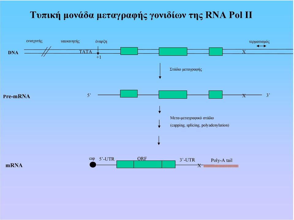 µεταγραφής Pre-mRNA 5 Χ 3 Μετα-µεταγραφικό στάδιο (capping,