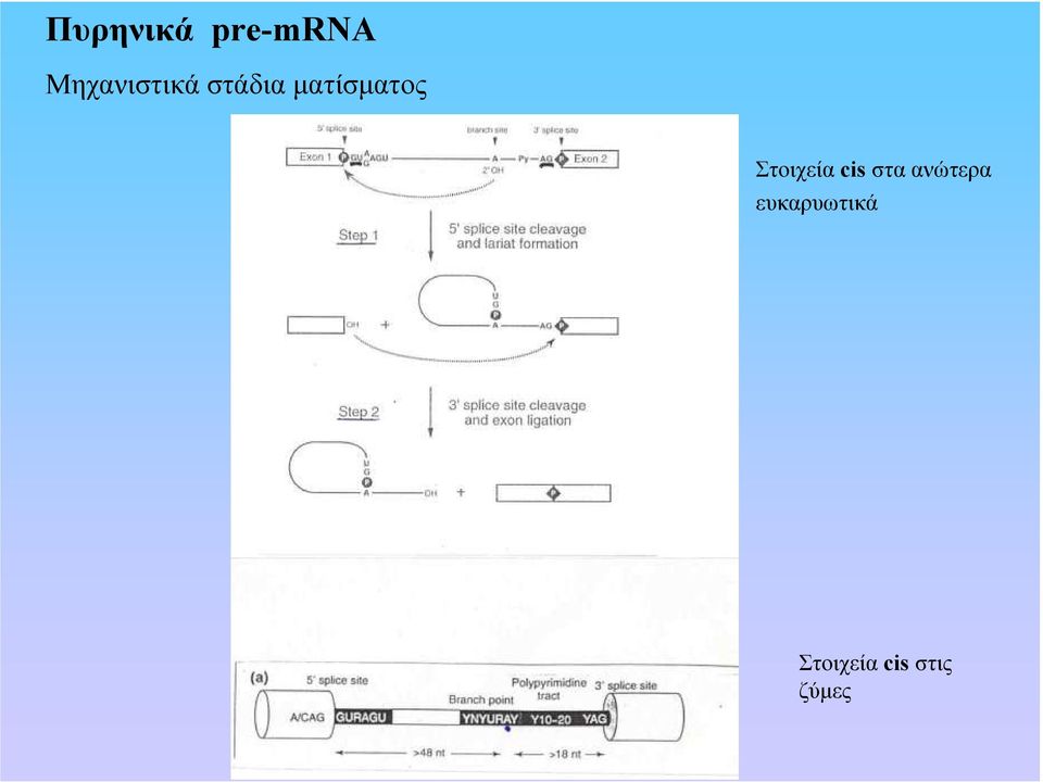 µατίσµατος Στοιχεία cis