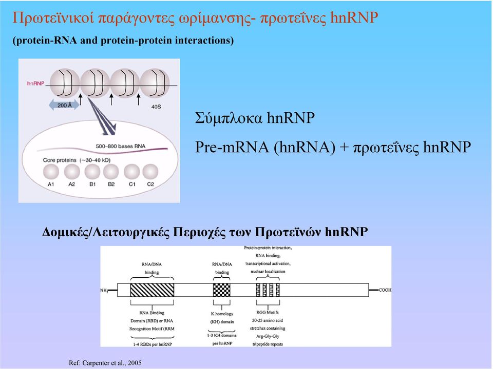hnrnp Pre-mRNA (hnrna) + πρωτεΐνες hnrnp