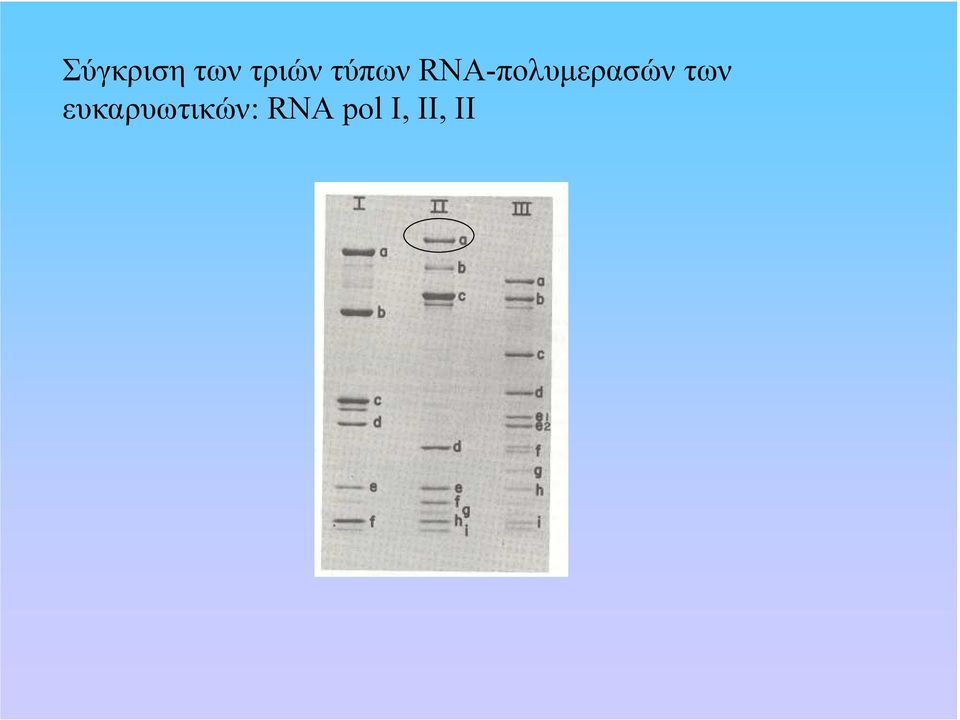 RNA-πολυµερασών