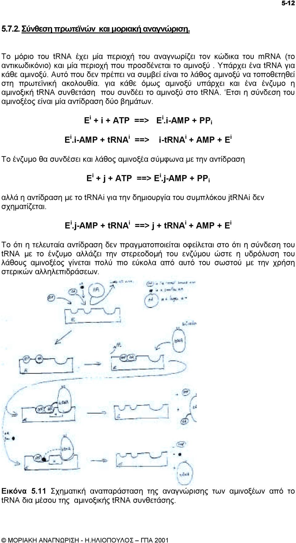 για κάθε όµως αµινοξύ υπάρχει και ένα ένζυµο η αµινοξική trna συνθετάση που συνδέει το αµινοξύ στο trna. Ετσι η σύνδεση του αµινοξέος είναι µία αντίδραση δύο βηµάτων. E i + i + ATP ==> E i.