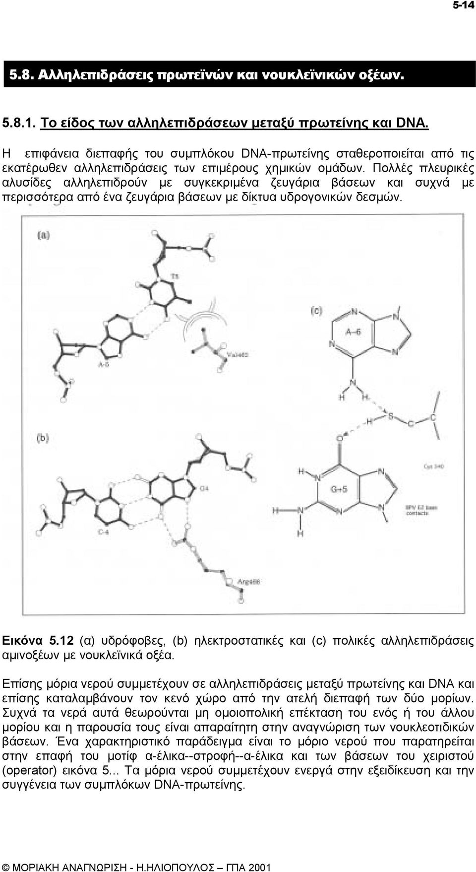 Πολλές πλευρικές αλυσίδες αλληλεπιδρούν µε συγκεκριµένα ζευγάρια βάσεων και συχνά µε περισσότερα από ένα ζευγάρια βάσεων µε δίκτυα υδρογονικών δεσµών. Εικόνα 5.