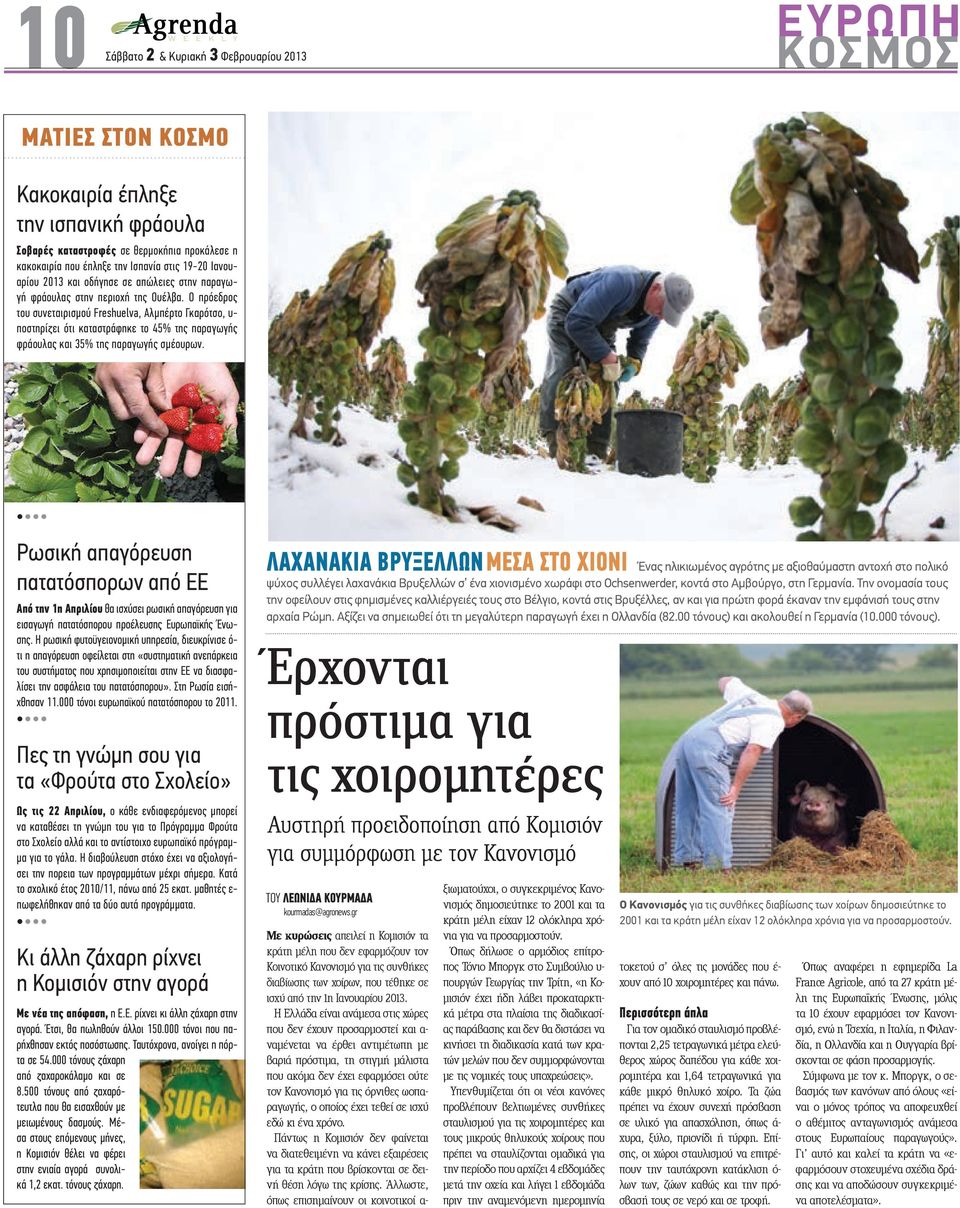 Ο πρόεδρος του συνεταιρισµού Freshuelva, Αλµπέρτο Γκαρότσο, υ- ποστηρίζει ότι καταστράφηκε το 45% της παραγωγής φράουλας και 35% της παραγωγής σµέουρων.