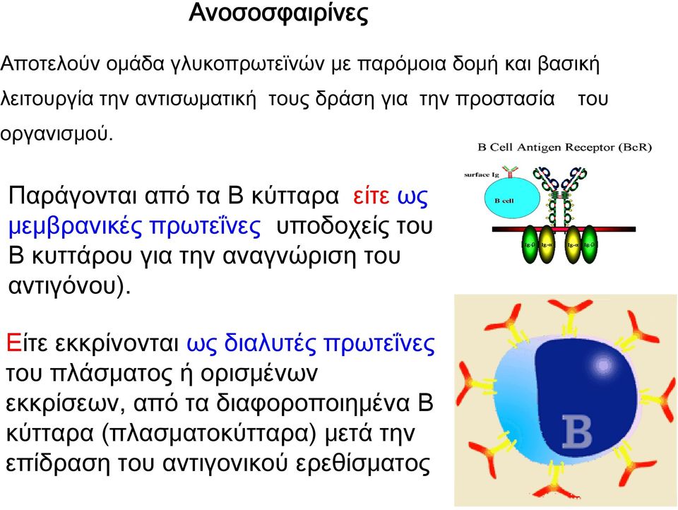 Ανοσοσφαιρίνες Παράγονται από τα Β κύτταρα, είτε ως μεμβρανικές πρωτεΐνες (υποδοχείς του Β κυττάρου για την