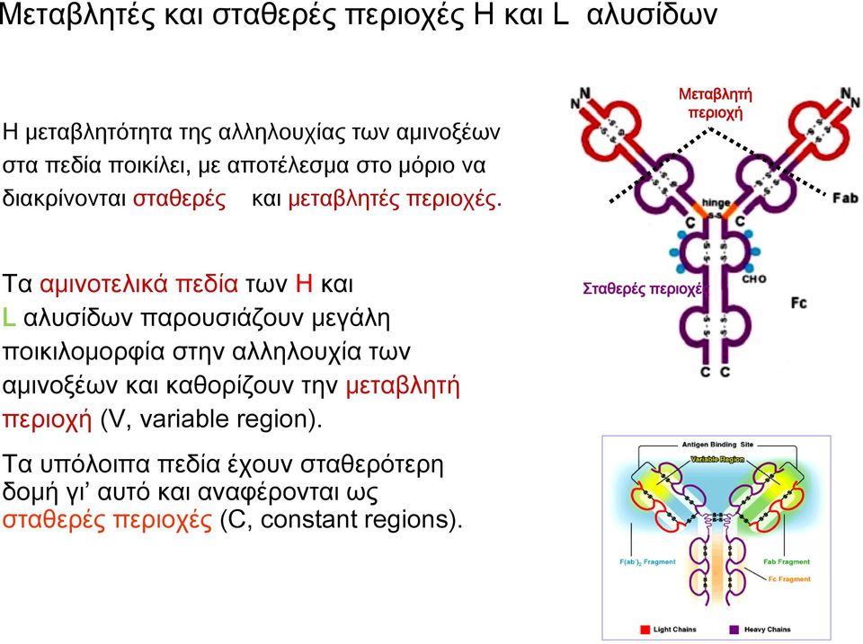 Μεταβλητή περιοχή Τα αμινοτελικά πεδία των H και L αλυσίδων παρουσιάζουν μεγάλη ποικιλομορφία στην αλληλουχία των αμινοξέων