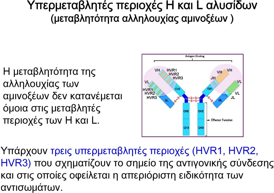 VH VL HVR1 HVR2 HVR3 HVR1 HVR2 HVR3 JH VH VH VL VL JL Υπάρχουν τρεις υπερμεταβλητές περιοχές (HVR1,