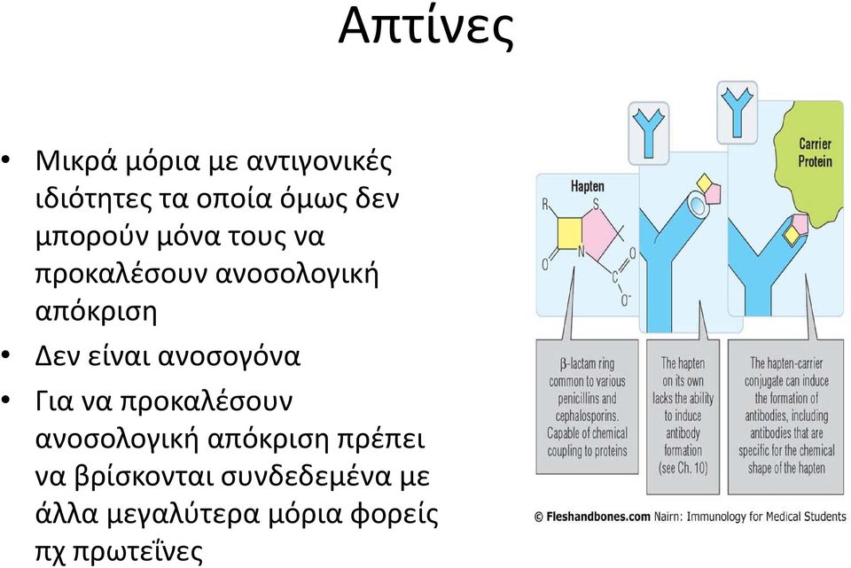 ανοσογόνα Για να προκαλέσουν ανοσολογική απόκριση πρέπει να