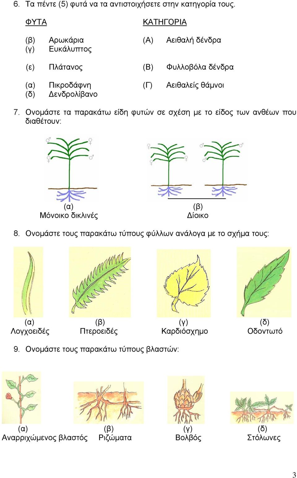 Δενδρολίβανο 7. Ονομάστε τα παρακάτω είδη φυτών σε σχέση με το είδος των ανθέων που διαθέτουν: (α) Μόνοικο δικλινές (β) Δίοικο 8.