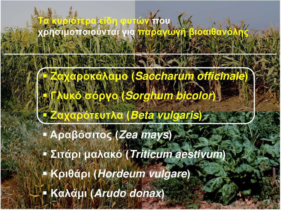 (Sorghum bicolor) Ζαχαρότευτλα (Beta vulgaris) Αραβόσιτος (Zea