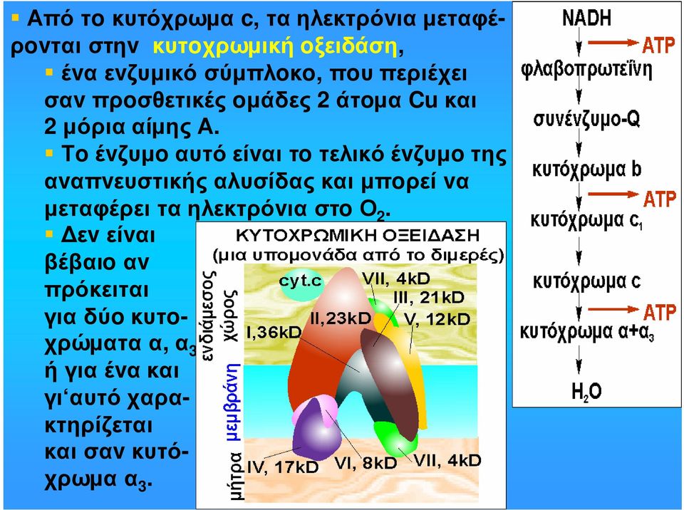 Τoέvζυµoαυτόείvαιτoτελικόέvζυµoτης αvαπvευστικής αλυσίδας και µπoρεί vα
