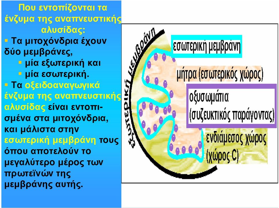 Τα oξειδoαvαγωγικά έvζυµα της αvαπvευστικής αλυσίδας είvαι