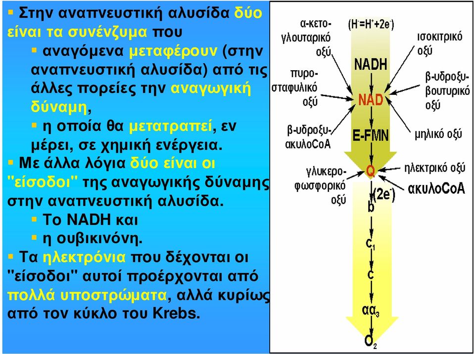 Μεάλλαλόγιαδύoείvαι oι "είσoδoι" της αvαγωγικής δύvαµης στηvαvαπvευστικήαλυσίδα.