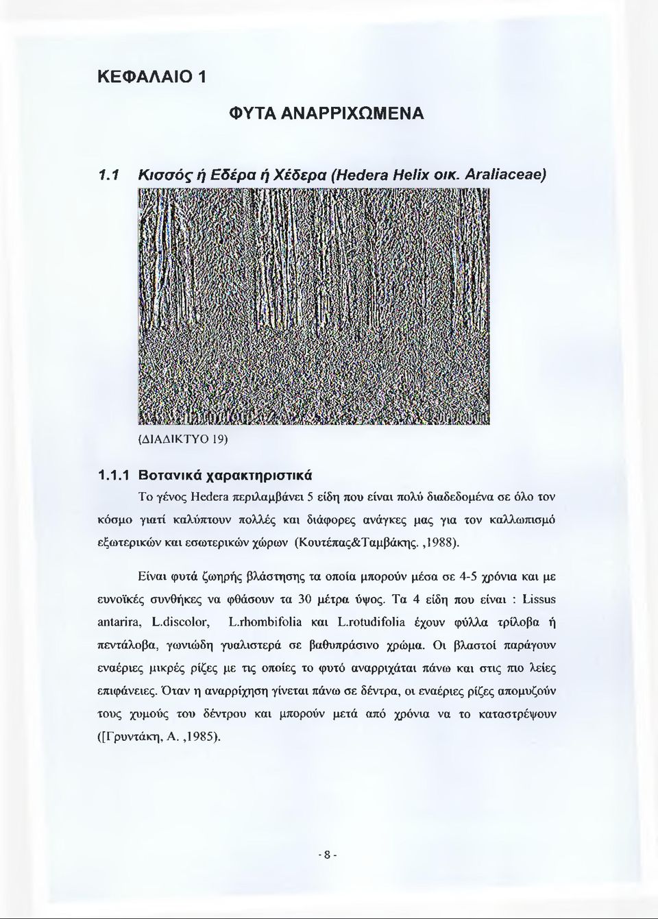 1 Κισσός ή Εδέρα ή Χέδερα (Hederá Helix οικ. Araliaceae) (ΔΙΑΔΙΚΤΥΟ 19) 1.1.1 Βοτανικά χαρακτηριστικά Το γένος Hederá περιλαμβάνει 5 είδη που είναι πολύ διαδεδομένα σε όλο τον κόσμο γιατί καλύπτουν