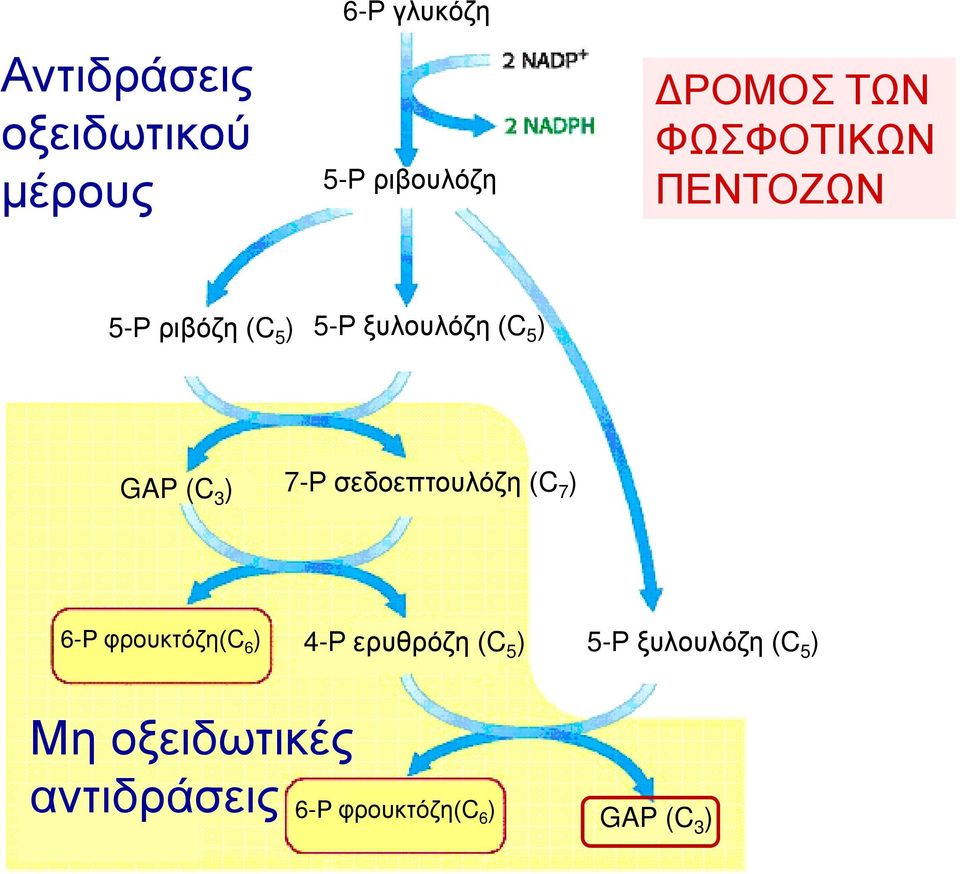 7-Ρ σεδοεπτουλόζη (C 7 ) 6-Ρ φρουκτόζη(c 6 ) 4-Ρ ερυθρόζη (C 5 ) 5-Ρ