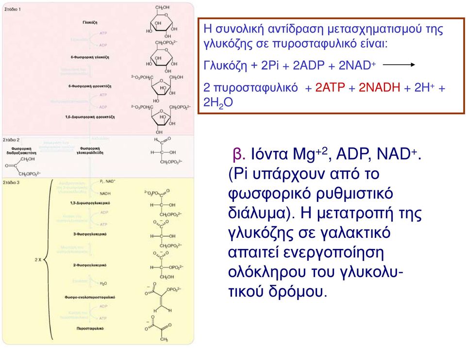 Ιόντα Μg +2, ADP, NAD +. (Pi υπάρχουν από το φωσφορικό ρυθμιστικό διάλυμα).
