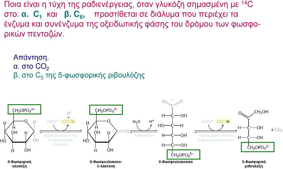 C 6, προστίθεται σε διάλυμα που περιέχει τα ένζυμα και συνένζυμα