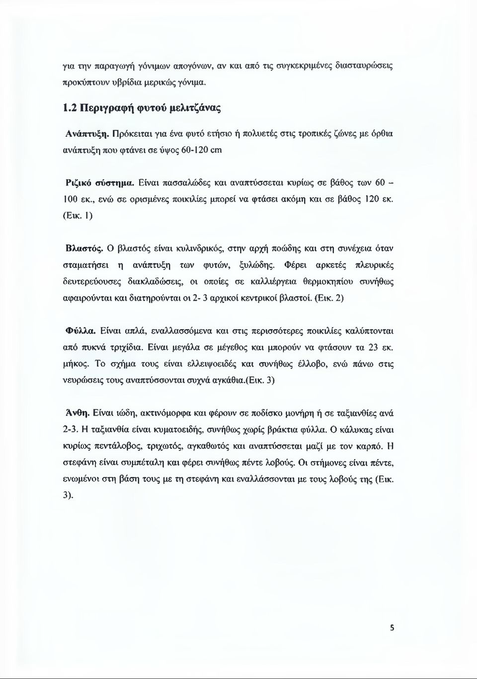 , ενώ σε ορισμένες ποικιλίες μπορεί να φτάσει ακόμη και σε βάθος 120 εκ. (Εικ. 1) Βλαστός. Ο βλαστός είναι κυλινδρικός, στην αρχή ποώδης και στη συνέχεια όταν σταματήσει η ανάπτυξη των φυτών, ξυλώδης.