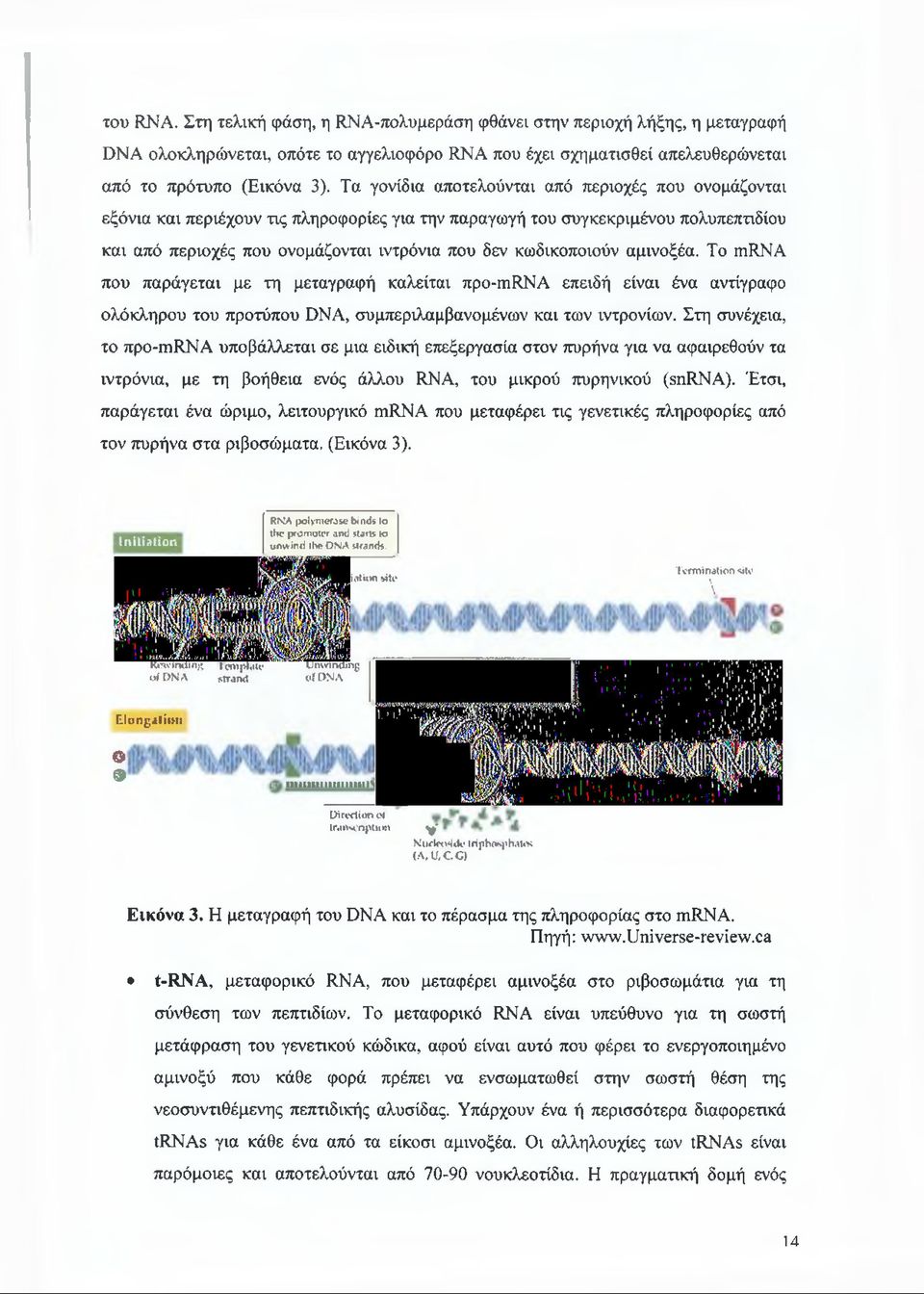 κωδικοποιούν αμινοξέα. Το mrna που παράγεται με τη μεταγραφή καλείται προ-mrna επειδή είναι ένα αντίγραφο ολόκληρου του προτύπου DNA, συμπεριλαμβανομένων και των ιντρονίων.