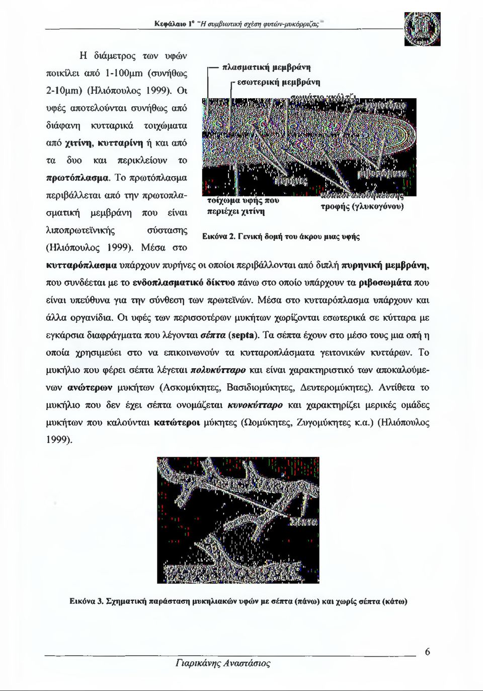 Το πρωτόπλασμα περιβάλλεται από την πρωτοπλασματική μεμβράνη που είναι τοίχωμα υφής που περιέχει χιτίνη κόκκοι αποθήκευσης τροφής (γλυκογόνου) λιποπρωτεϊνικής σύστασης (Ηλιόπουλος 1999).