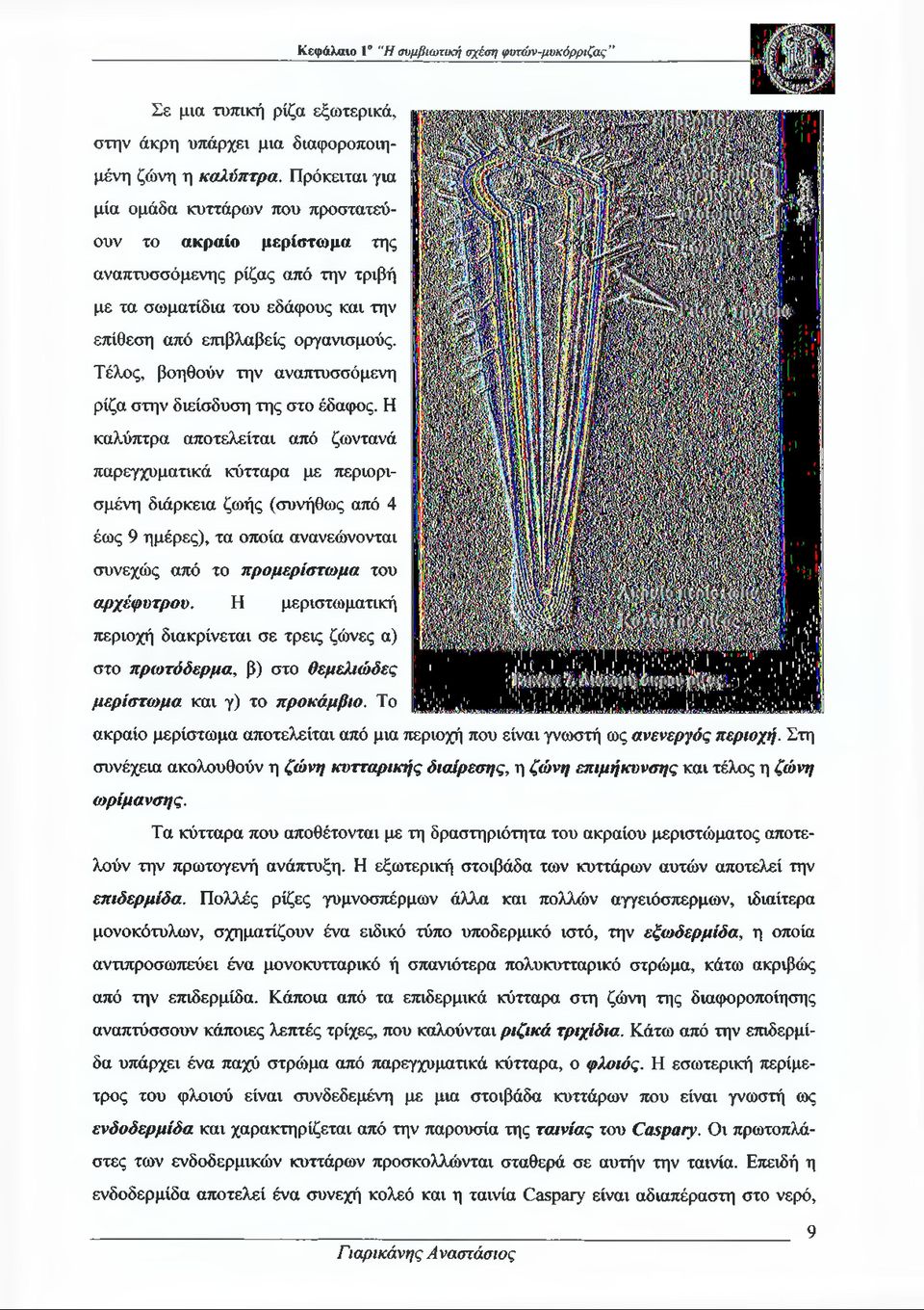 Τέλος, βοηθούν την αναπτυσσόμενη ρίζα στην διείσδυση της στο έδαφος.