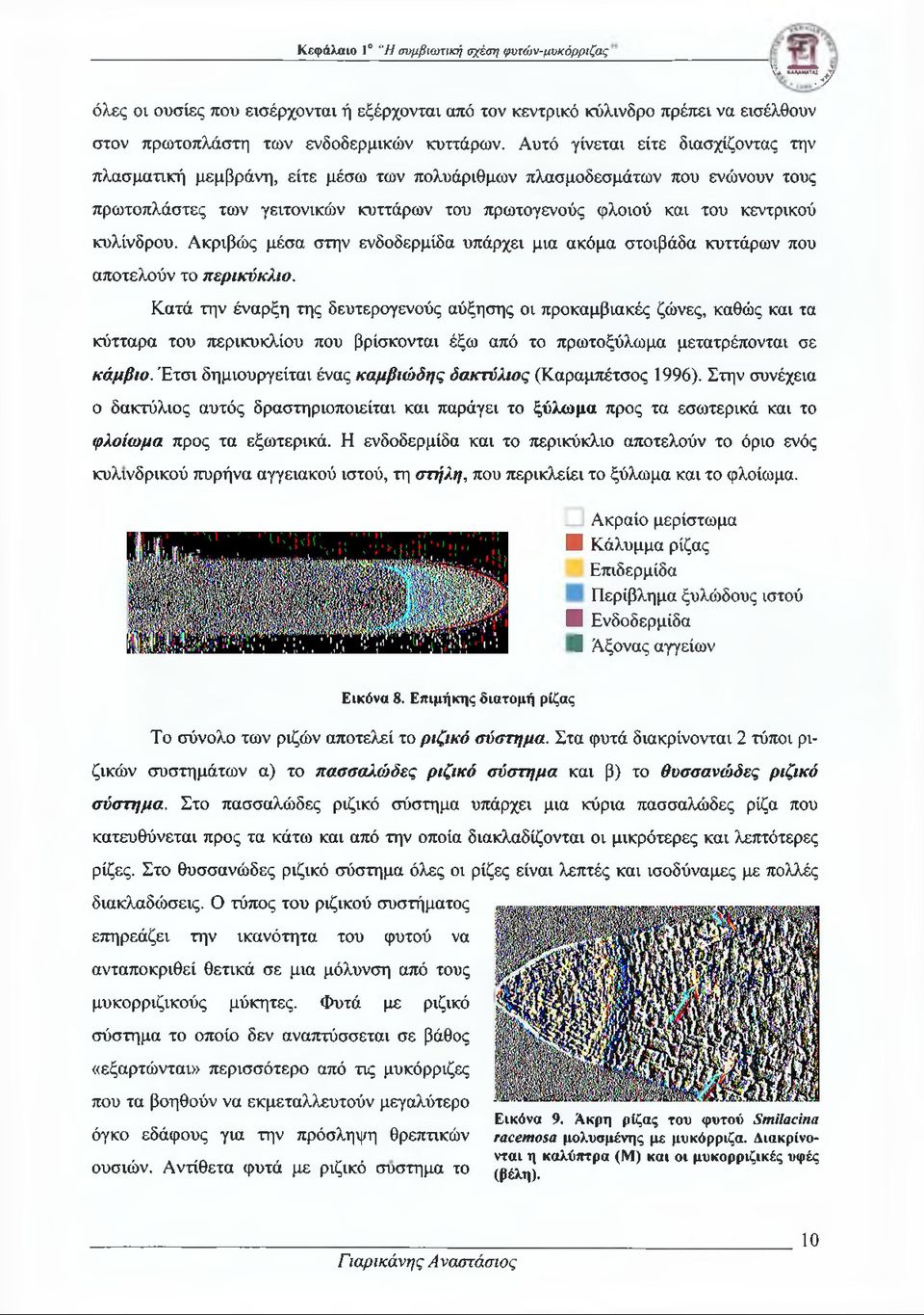 Αυτό γίνεται είτε διασχίζοντας την πλασματική μεμβράνη, είτε μέσω των πολυάριθμων πλασμοδεσμάτων που ενώνουν τους πρωτοπλάστες των γειτονικών κυττάρων του πρωτογενούς φλοιού και του κεντρικού