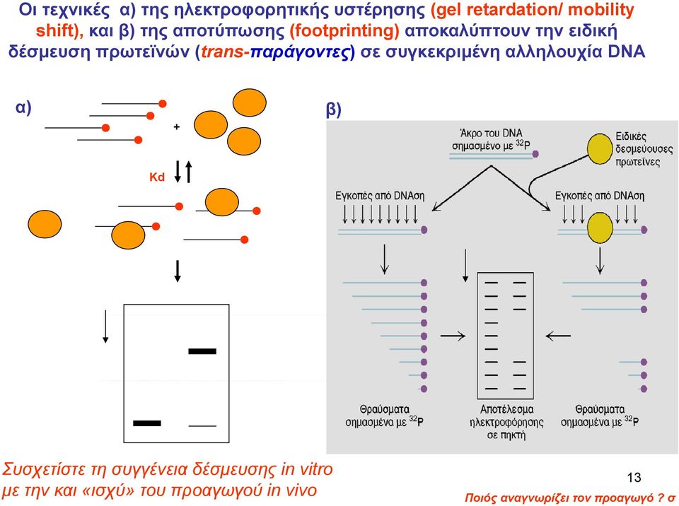 (trans-παράγοντες) σε συγκεκριμένη αλληλουχία DNA α) β) + Κd Συσχετίστε τη συγγένεια