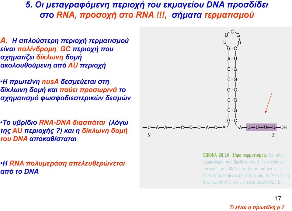 πρωτείνη nusa δεσμεύεται στη δίκλωνη δομή και παύει προσωρινά το σχηματισμό φωσφοδιεστερικών δεσμών Το υβρίδιο RNA-DNA